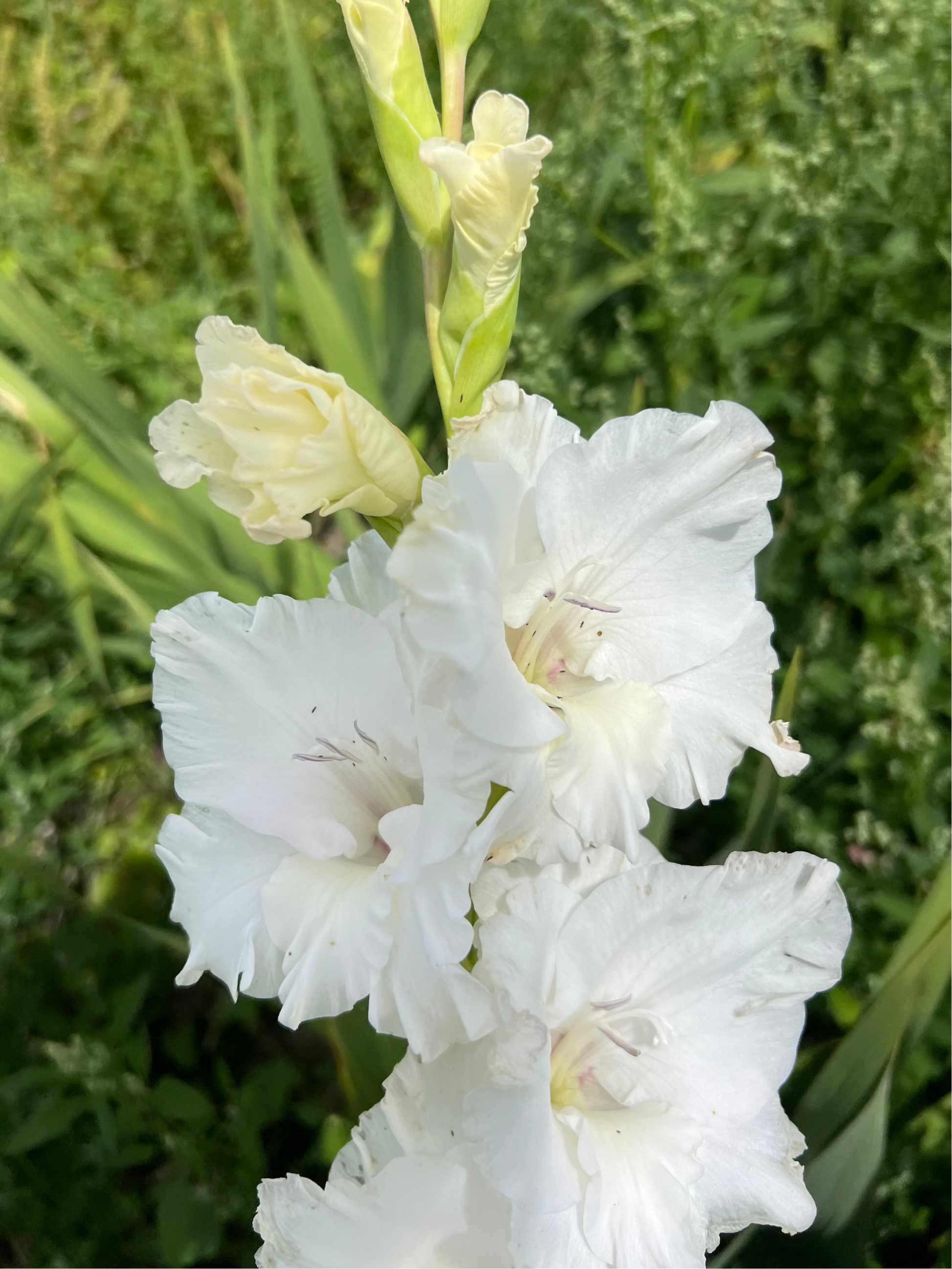 white gladiloi