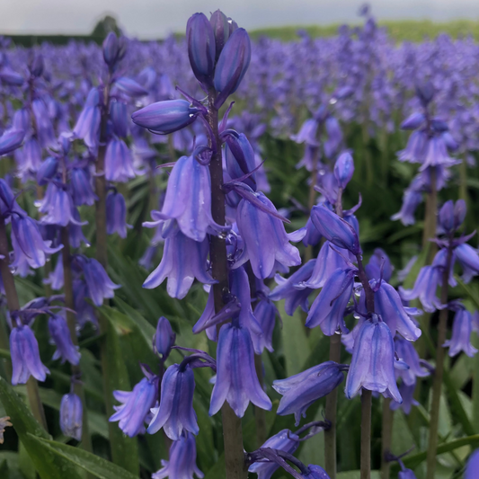 bluebells, blue flower in spring
