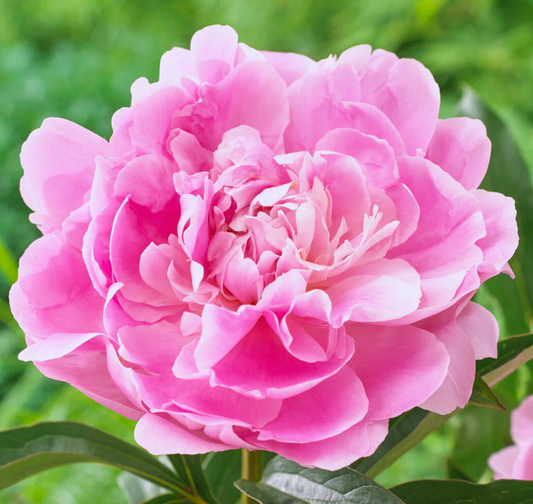 Dinner Plate Peony Tuber