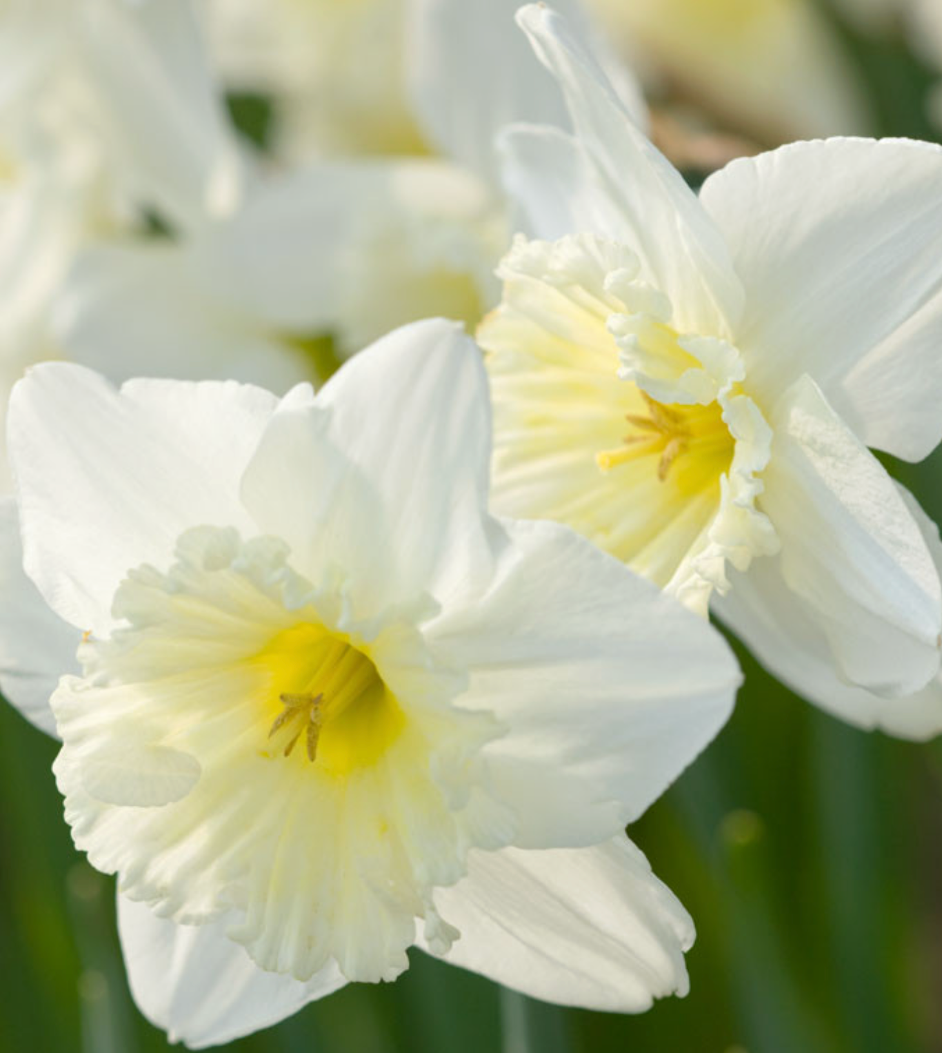 Close-up of white daffodils with a yellow center.