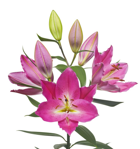 pink oriental lily
