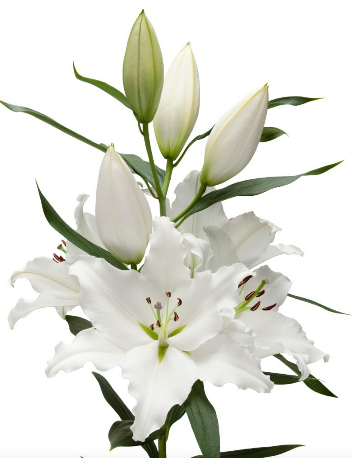 pollen free white lily bulbs