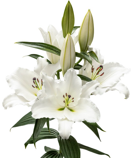 pollen free lily bulbs