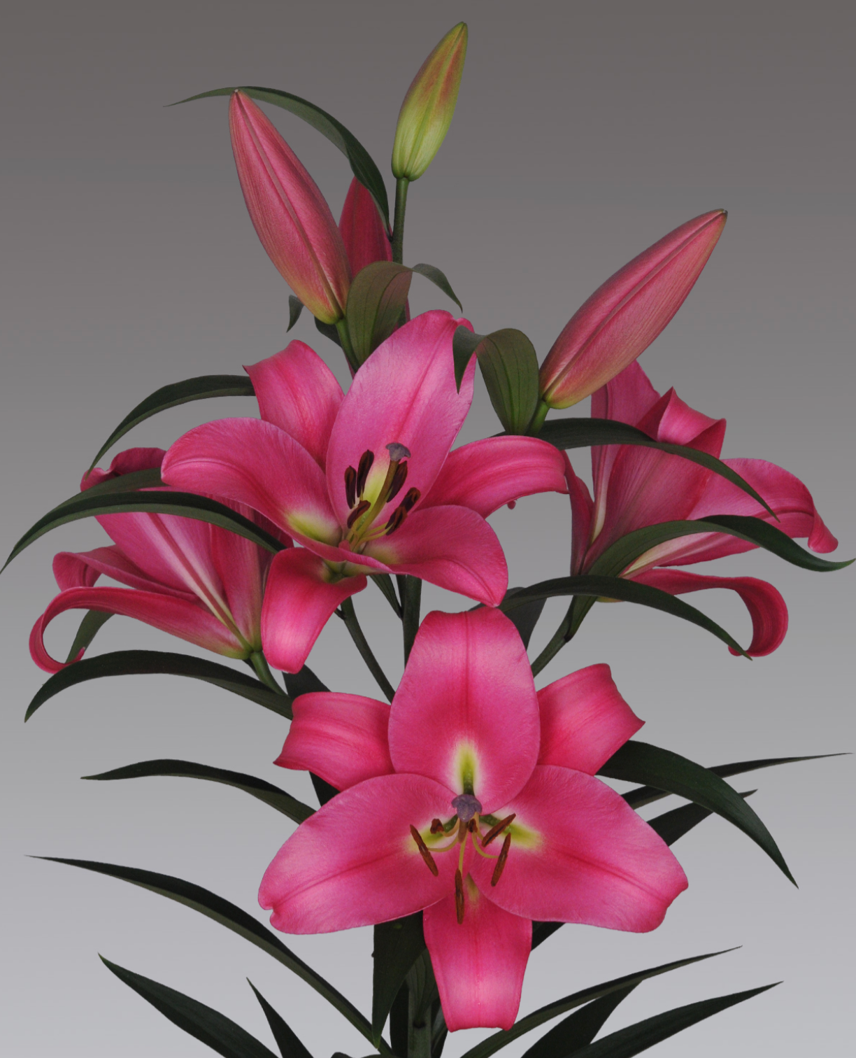 Pink lilies with green leaves on a gray background
