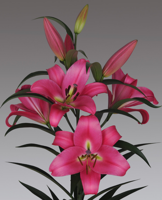 Pink lilies with green leaves on a gray background