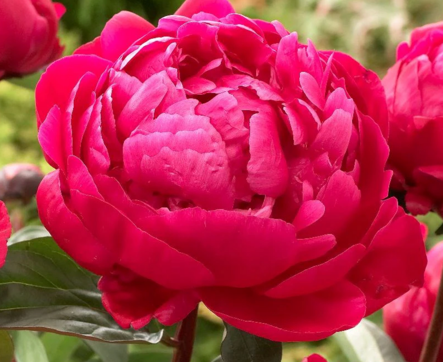 Red Sarah Bernhardt