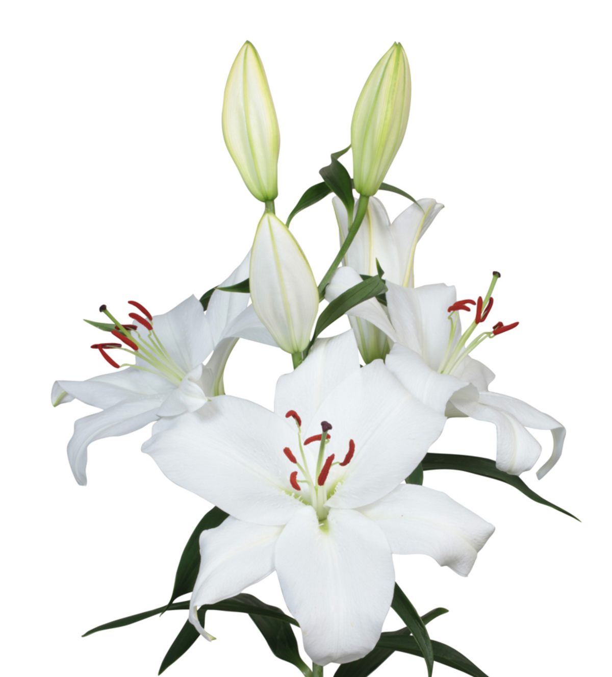 white lily bulbs