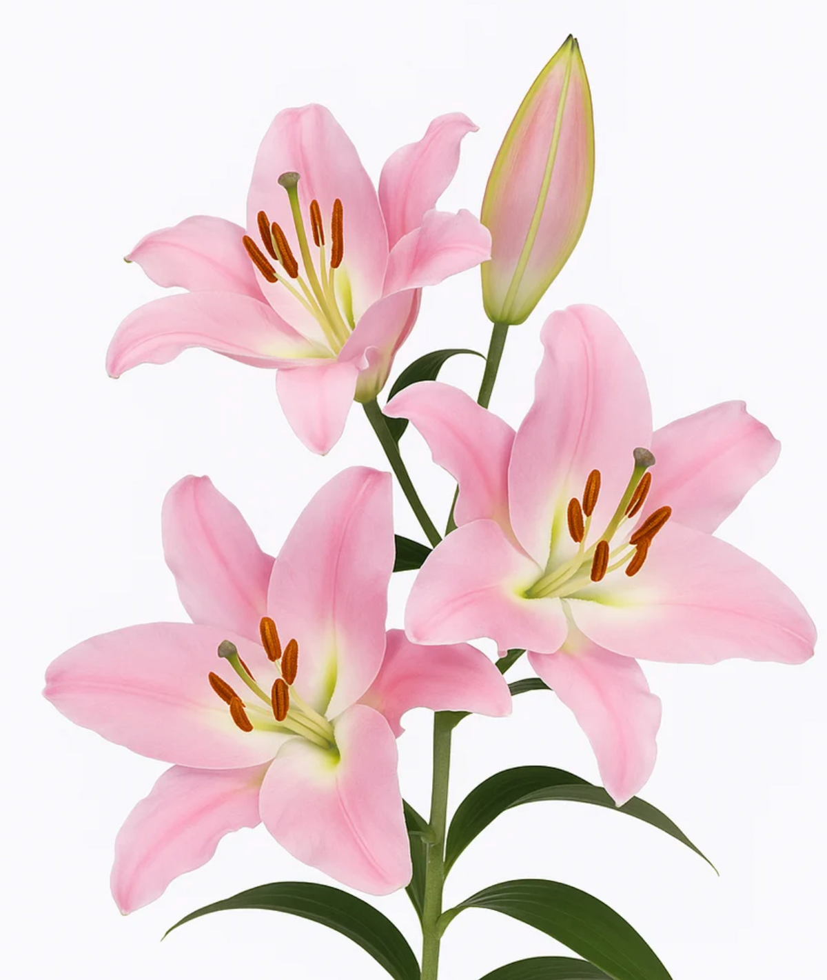 pale pink lily bulbs