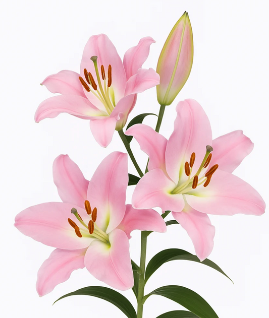 pale pink lily bulbs