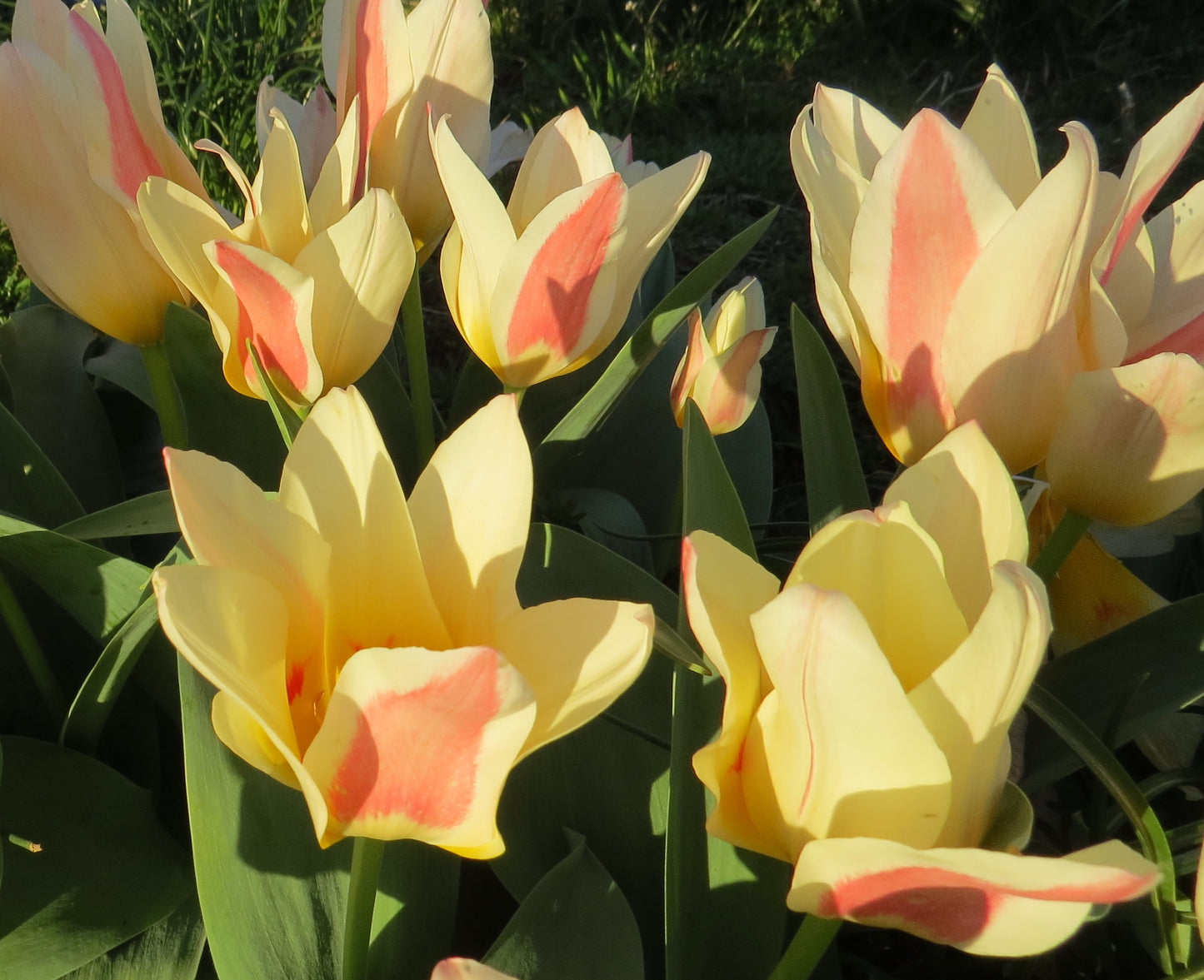 The First Kaufmanniana Tulip bulbs