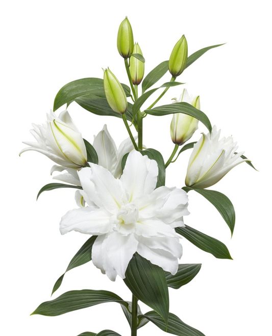 Double White Tornado